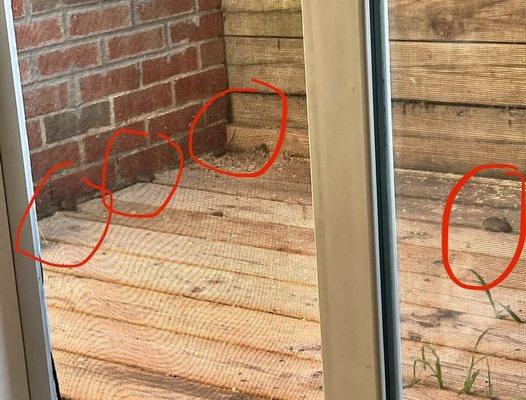 I got a birdfeeder so my cats could watch the birds while I was gone at work, and discovered that 4 or 5 mice live directly under my deck!