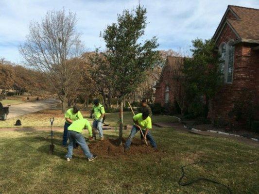 We plant trees!