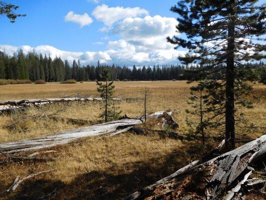 Hay Meadow.