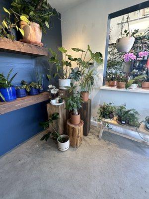 All types of plants, stands and pots