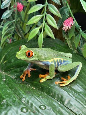 Red Eye Tree Frog