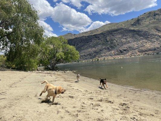 Dog friendly beach!