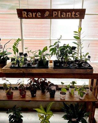 A few of our rare plants