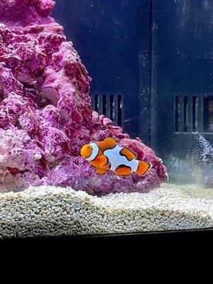 Clownfish