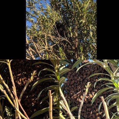 Bee hive high up in the tree