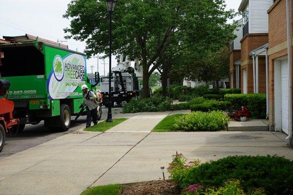 Tree pruning & shrub maintenance