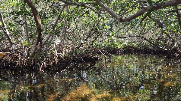 Mangrove maze