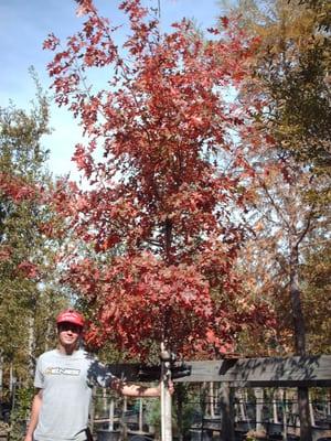 45g Shumard Oaks make great fall color most years, but it does depend on the weather. If you have deep sandy soil, this is a great choice.