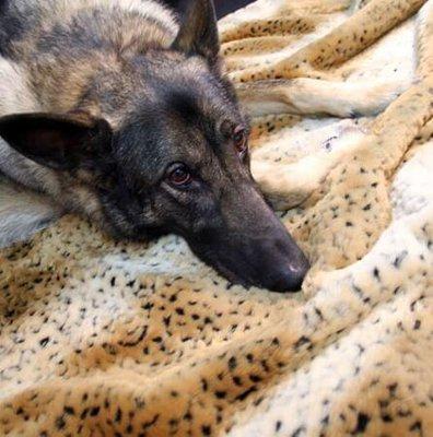 Leopard Dog Bed!