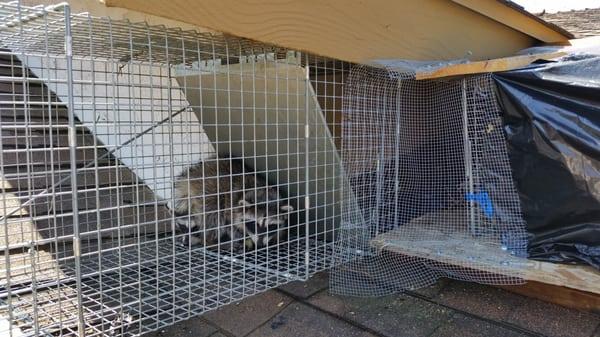 Raccoon's removal