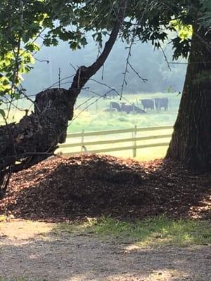 Working cattle farm