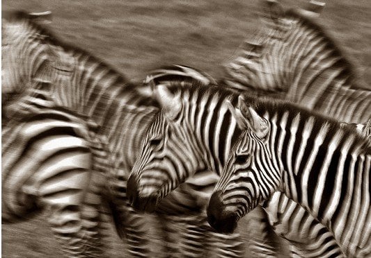 Chris Dei A Dazzle of Zebras