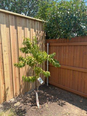 Board on board cedar 8 feet fence