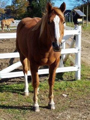 Retired Panama  still loves roaming the farm. Still looking good at 33 years old !!!