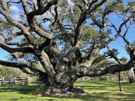 The Big Tree, Goose Island State Park, TX