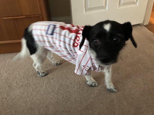 Phillies jerseys for pups of all sizes