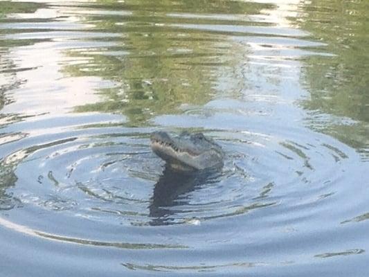 Friendly gator