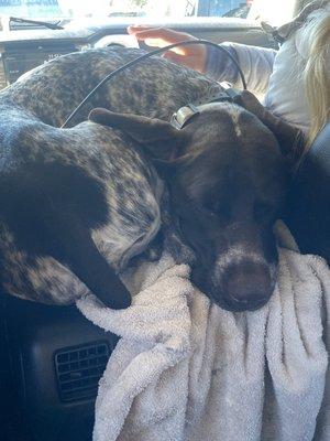 He was so tired he fell asleep in the 5 minute car ride home! This never happens, go Tahoe Best Friend!