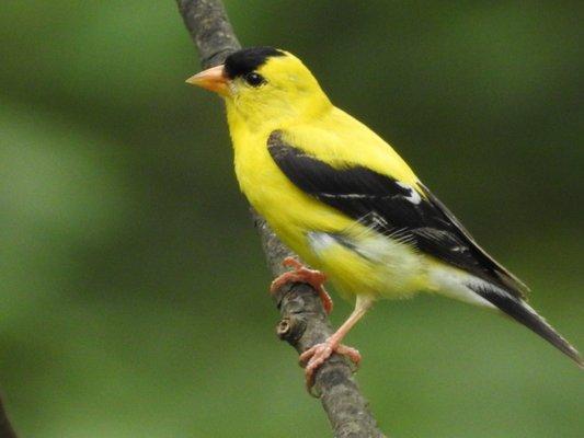 American Goldfinch