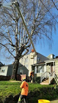 We helped clean up this beautiful birch tree with skilled Arborist pruning and one of our many bucket trucks.