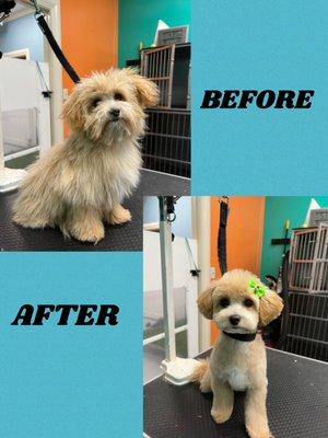 Taffy Armstrong. She looks like a totally different dog. Thank you, K9 Pro Cuts.