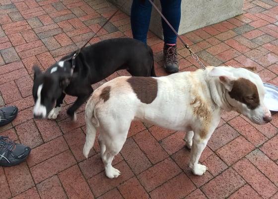 Montgomery County Animal Resource Center killed the smelly white dog in this picture. Luckily the black and white one survived.