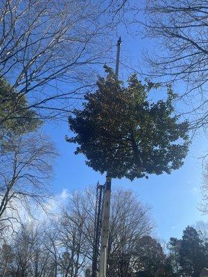 Magnolia tree being lifted by one of the cranes