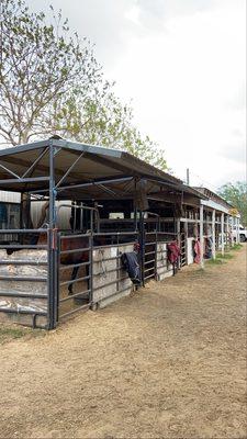 Horse Stables