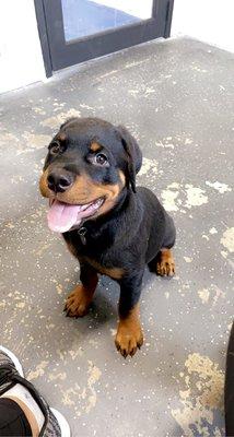 Puppies first groom!