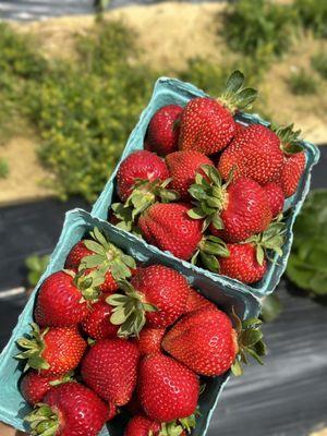 Strawberry picking!