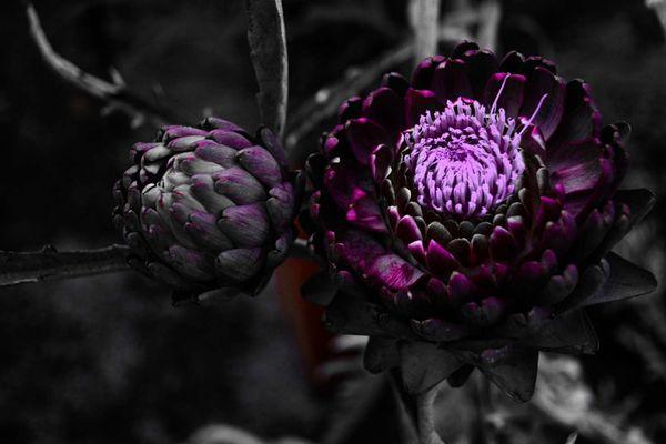 Artichokes growing in the Garden outside in the parking lot.