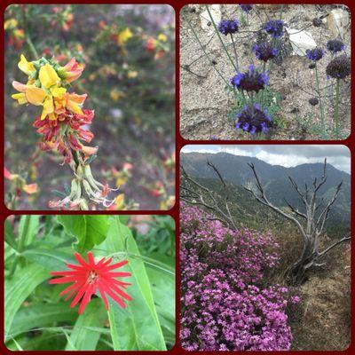 Gorgeous wildflowers in May