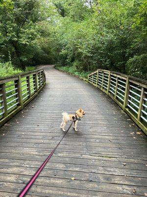 Puppy walk on bridge