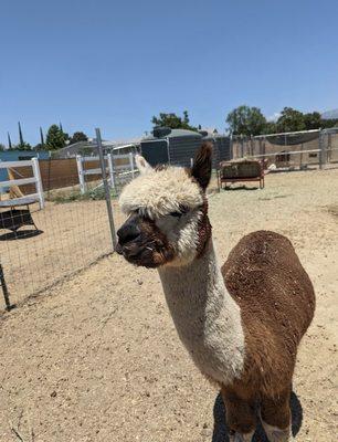 Petting zoo parties - Farm Americana