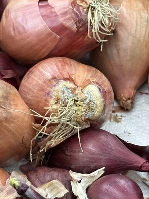 Moldy shallots! A lot of them had this.