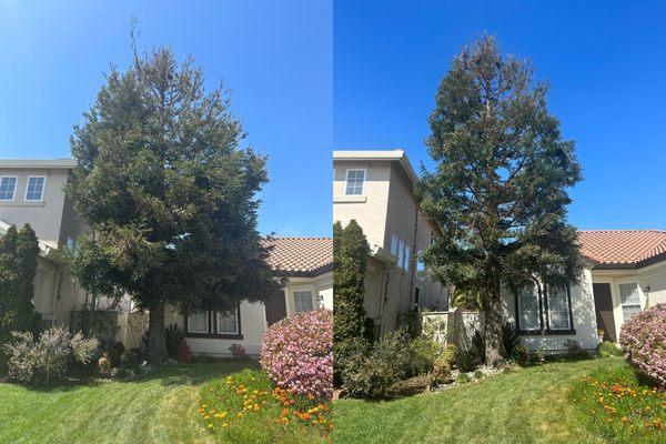 Before/After Coastal Redwood Tree trimming