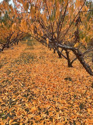 The peach trees in the fall