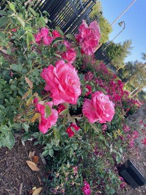 Redlands Temple Flowers