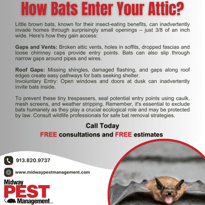 How Bats Enter Your Attic