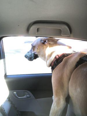 My dog dixie on her ride home from the vet. Loving life!