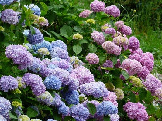 #hydrangealove