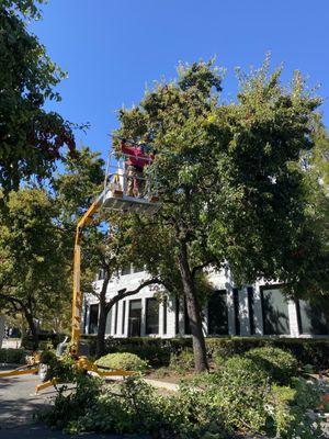 Trimming flowering pear trees .