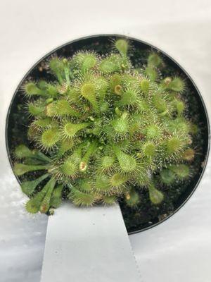 Sundew