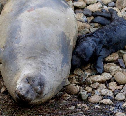 Mom and brand new seal pup!! Less than 24 hours old!!