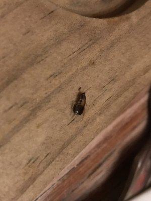 Cockroaches crawling out of tortilla basket.