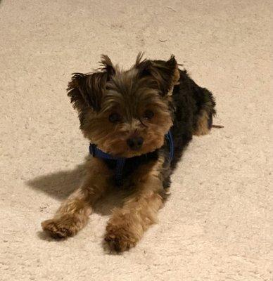 Puppy cut on my Yorkie!