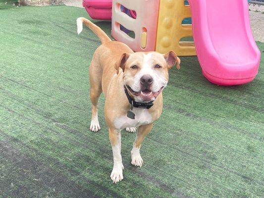 Central Bark Doggy Day Care