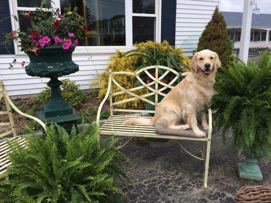 Riley - Our Friendly Greeter