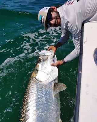 Full grown tarpon!