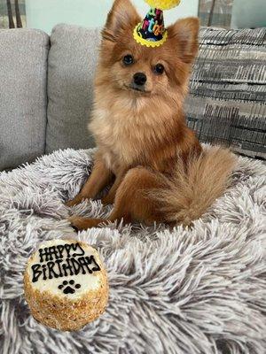 Mazie with her 3" birthday cake in peanut flavor and happy birthday party hat